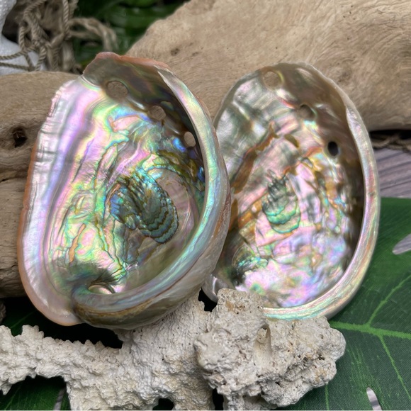 2 for 1 Special Seashells Lot 2 Interior Polished Abalone Shells Bundle Coastal - Picture 5 of 14